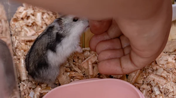 Hamster Anão Campbell Espécie Phodopus Campbelli — Fotografia de Stock