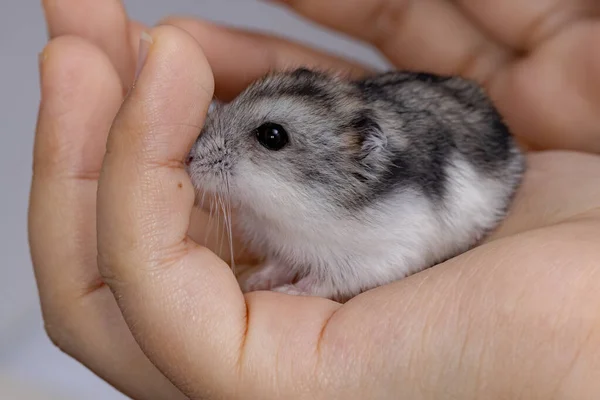 Hamsterul Pitic Speciei Phodopus Campbelli — Fotografie, imagine de stoc