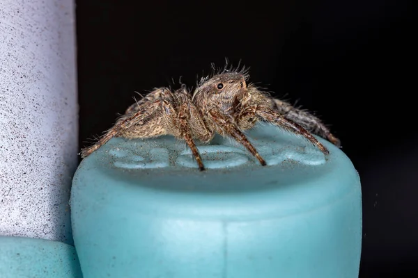 Jumping Spider Van Soort Plexippus Paykulli — Stockfoto