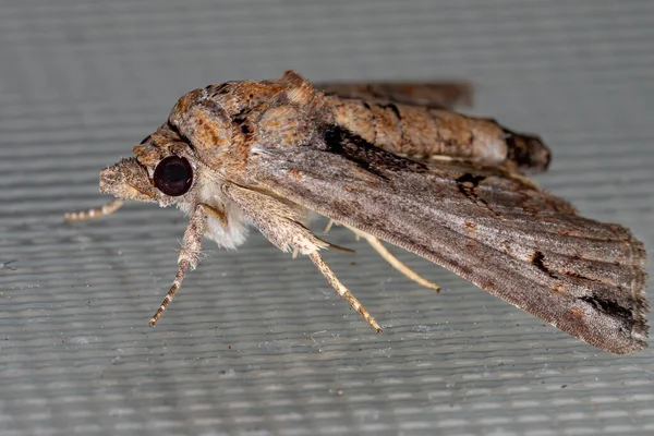 Euteliid Moth Rodziny Euteliidae — Zdjęcie stockowe