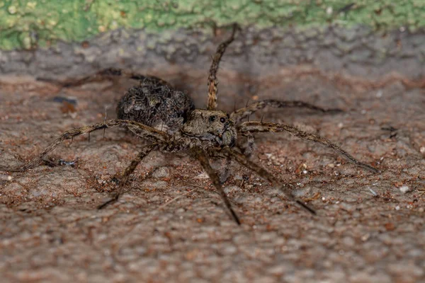 Wolf Spider Family Lycosidae Carrying Young Abdomen — Stock Photo, Image