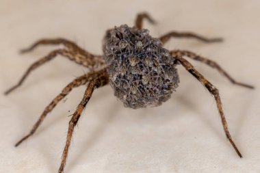 Lycosidae familyasının kurt örümceği karnında yavruları taşıyor.