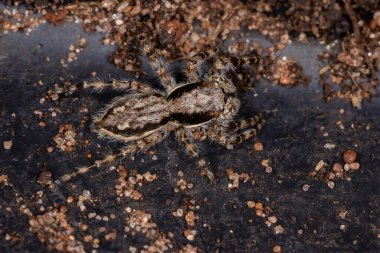 Gri Duvar Atlayan Örümcek türü Menemerus bivittatus