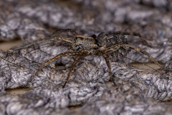 Aranha Lobo Família Lycosidae Carregando Filhotes Abdômen — Fotografia de Stock