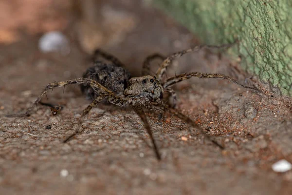 Lobo Araña Familia Lycosidae Llevando Los Jóvenes Abdomen — Foto de Stock