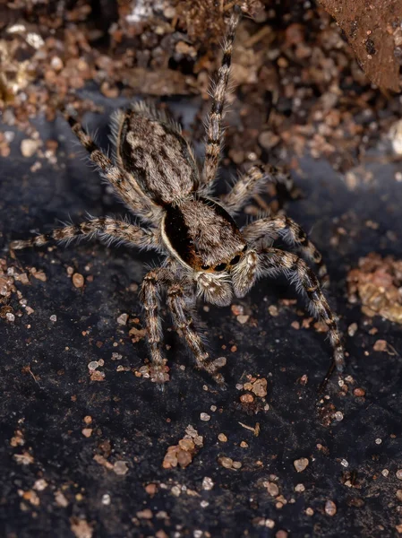 Gray Wall Jumping Spider Species Menemerus Bivittatus — Stock Photo, Image