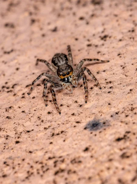 Muro Gris Salto Araña Especie Menemerus Bivittatus — Foto de Stock