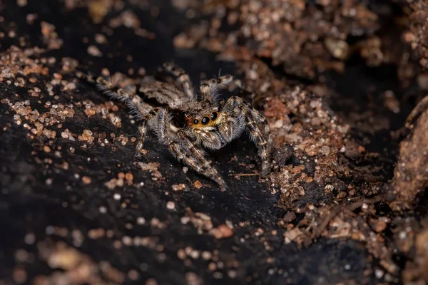 Šedá Stěna Skákající Pavouk Druhu Menemerus Bivittatus — Stock fotografie