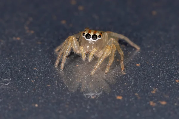 Springende Spinne Der Gattung Chira — Stockfoto