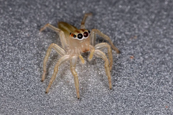 Chira Cinsinin Zıplayan Örümceği — Stok fotoğraf
