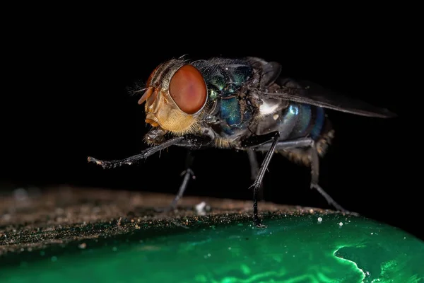 Oriental Latrine Voar Espécie Chrysomya Megacephala — Fotografia de Stock