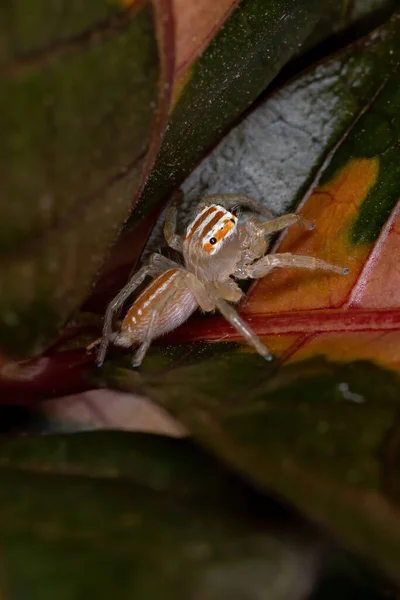 Saltando Araña Del Género Chira — Foto de Stock