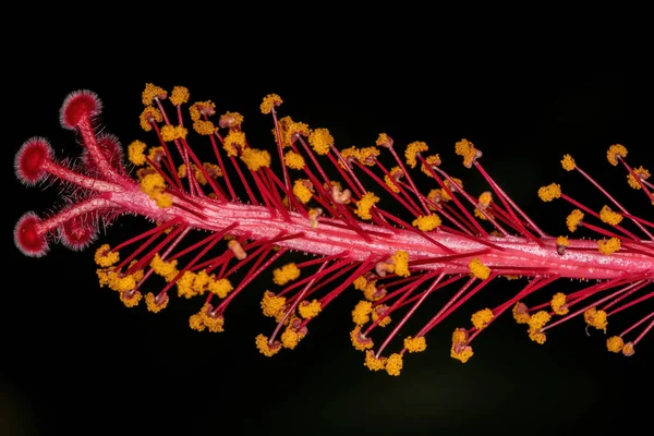 Hibiscos Vermelhos Flor Gênero Hibisco — Fotografia de Stock