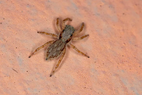 種の灰色の壁ジャンプスパイダー Menerus Bivitatus — ストック写真