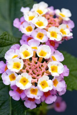 Seçici odaklı Lantana Camara türünün ortak Lantana çiçeği