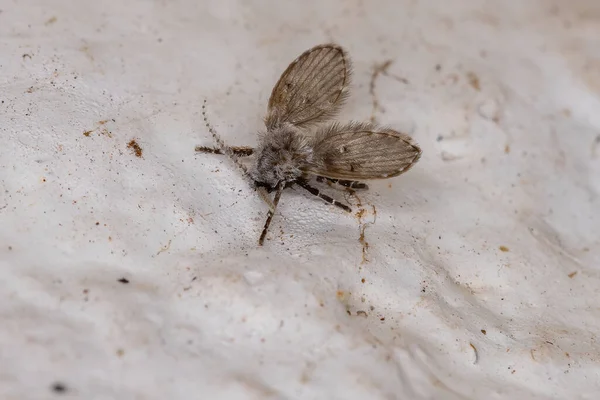 Banheiro Traça Midge Espécie Clogmia Albipunctata — Fotografia de Stock