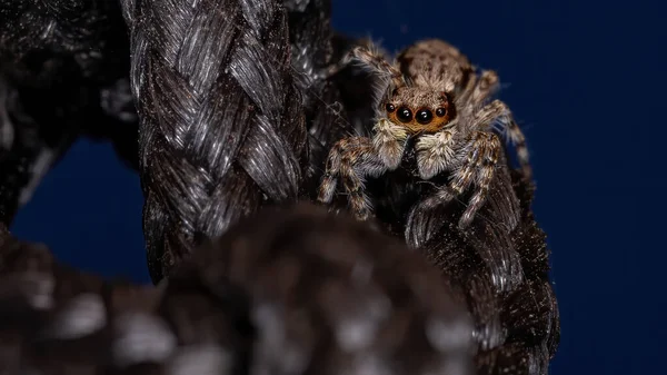 Aranha Salto Parede Cinza Espécie Menemerus Bivittatus — Fotografia de Stock