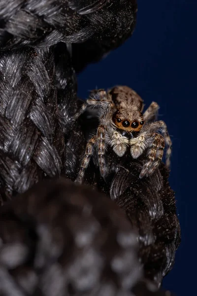 Aranha Salto Parede Cinza Espécie Menemerus Bivittatus — Fotografia de Stock