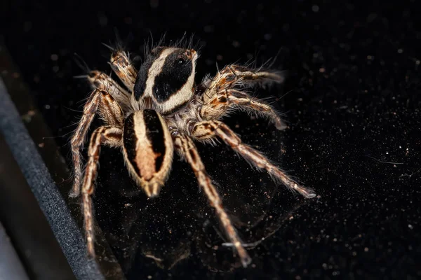 Jumping Spider Species Plexippus Paykulli — Stock Photo, Image