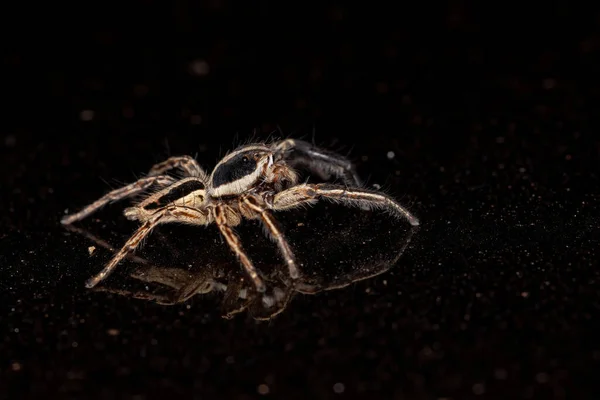 Jumping Spider Species Plexippus Paykulli — Stock Photo, Image