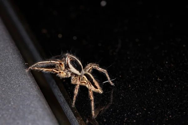 Salto Araña Especie Plexippus Paykulli —  Fotos de Stock