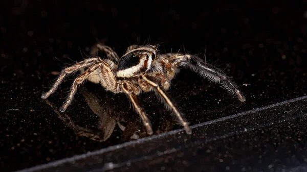 Springende Spinne Der Art Plexippus Paykulli — Stockfoto