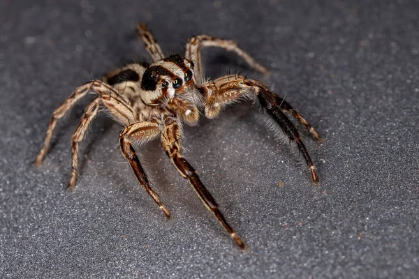 Aranha Salto Espécie Plexippus Paykulli — Fotografia de Stock