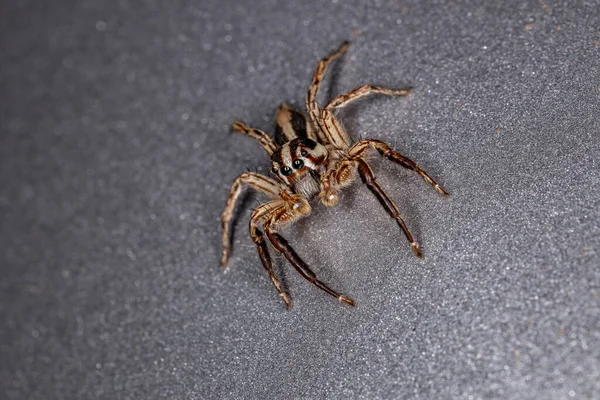 Pleksippus Paykulli Türünün Zıplayan Örümceği — Stok fotoğraf