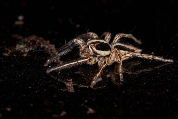 Jumping Spider Van Soort Plexippus Paykulli — Stockfoto