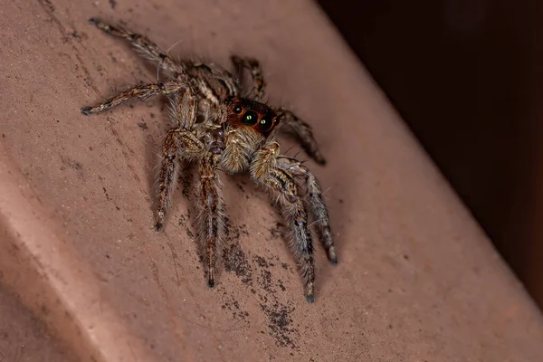 Salto Araña Especie Plexippus Paykulli — Foto de Stock