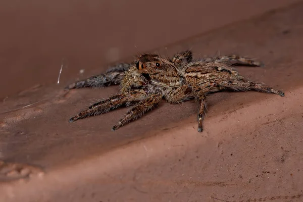 Salto Araña Especie Plexippus Paykulli —  Fotos de Stock