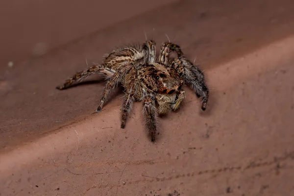 Jumping Spider Species Plexippus Paykulli — Stock Photo, Image