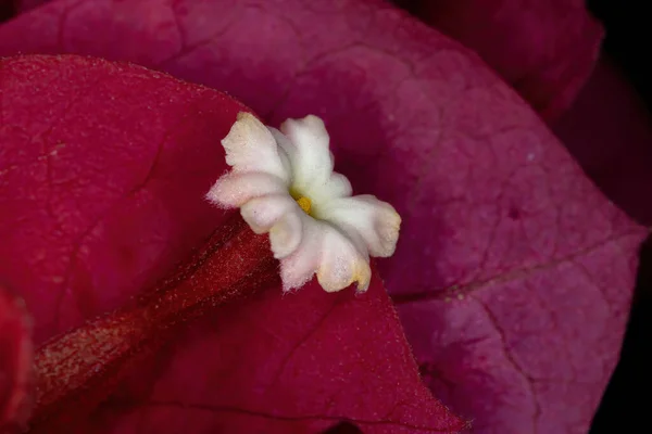 Flores Rojas Del Género Bougainvillea Fondo Floral —  Fotos de Stock
