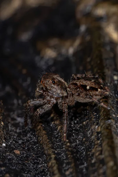 Jumping Spider Species Plexippus Paykulli — Stock Photo, Image