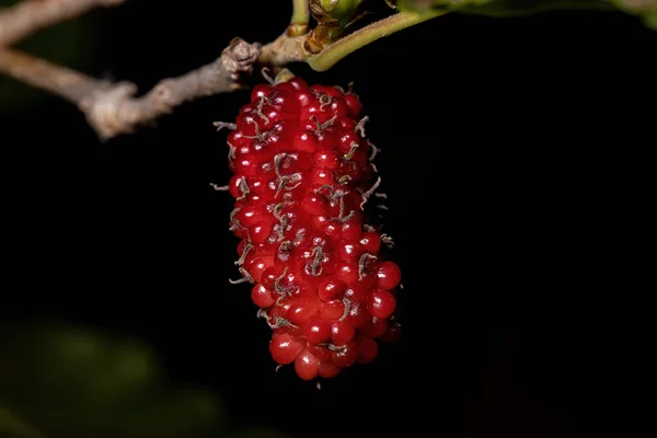 Morera Del Género Morus Vista Macro — Foto de Stock