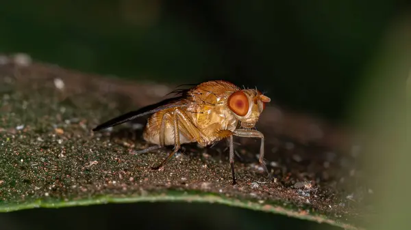 Lauxaniid Fly Family Lauxaniidae — Stock Photo, Image