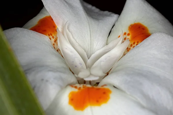 Fortnight Lily Genus Dietes — Stock Photo, Image