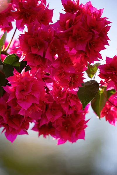 Flores Vermelhas Gênero Bougainvillea Fundo Floral — Fotografia de Stock