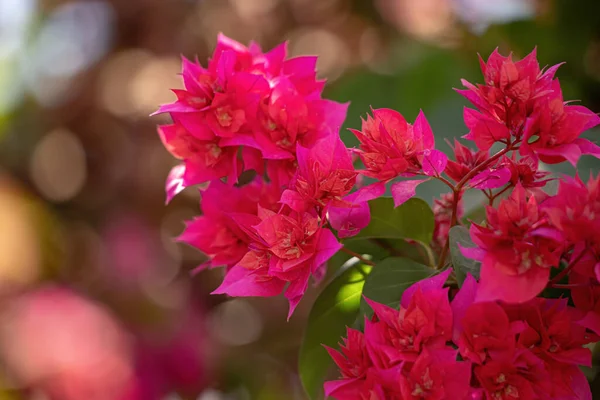 Κόκκινα Άνθη Του Γένους Bougainvillea Floral Φόντο — Φωτογραφία Αρχείου