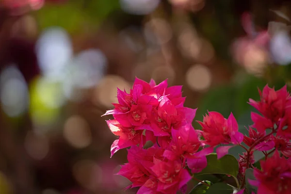 Κόκκινα Άνθη Του Γένους Bougainvillea Floral Φόντο — Φωτογραφία Αρχείου