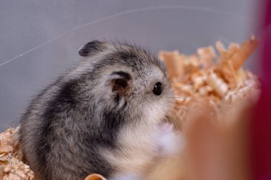 Campbell 'ın cüce hamster' ı Phodopus kampı.