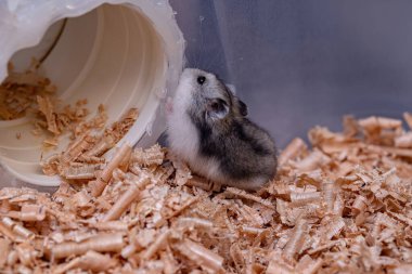 Campbell 'ın cüce hamster' ı Phodopus kampı.