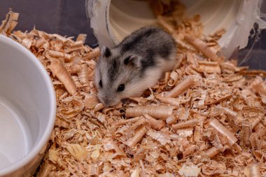 Campbell 'ın cüce hamster' ı Phodopus kampı.