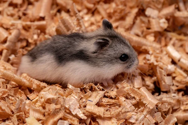 Hamster Nain Campbell Phodopus Campbelli — Photo