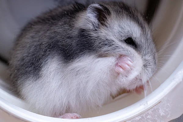 Hamster Anão Campbell Espécie Phodopus Campbelli — Fotografia de Stock