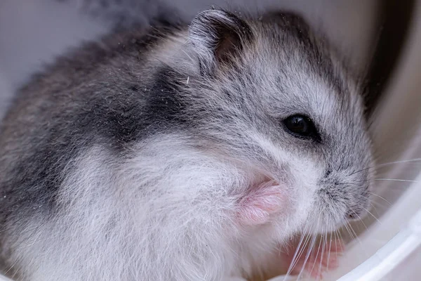 Chomik Karłowaty Campbella Gatunku Phodopus Campbelli — Zdjęcie stockowe