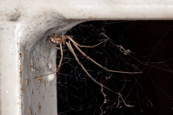 Vedova Bruna Della Specie Latrodectus Geometricus — Foto Stock