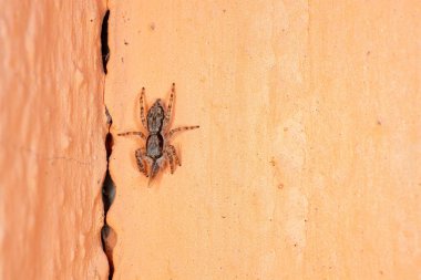 Gri Duvar Atlayan Örümcek türü Menemerus bivittatus