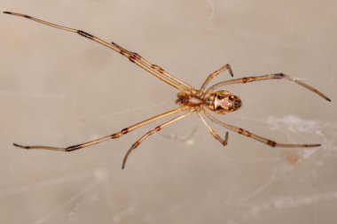 Latrodectus geometriksinin Kahverengi Dulu