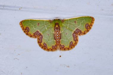 Türün Zümrüt Güvesi Synchlora gerularia